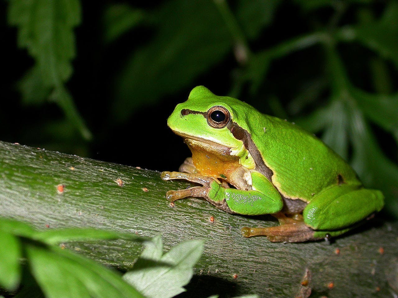 European Tree Frog