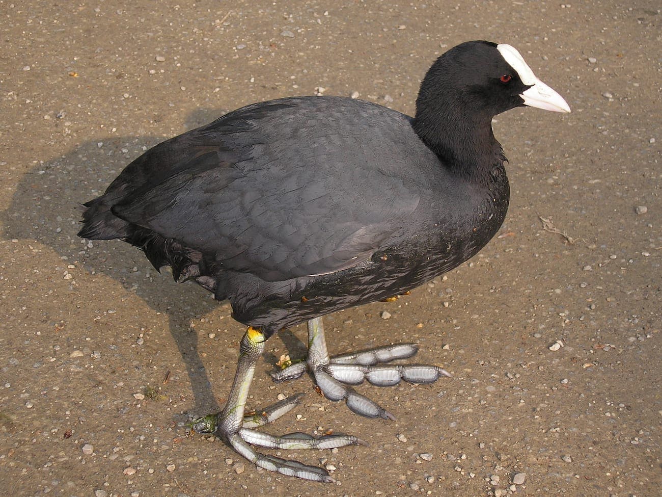 Eurasian Coot (Fulica atra)