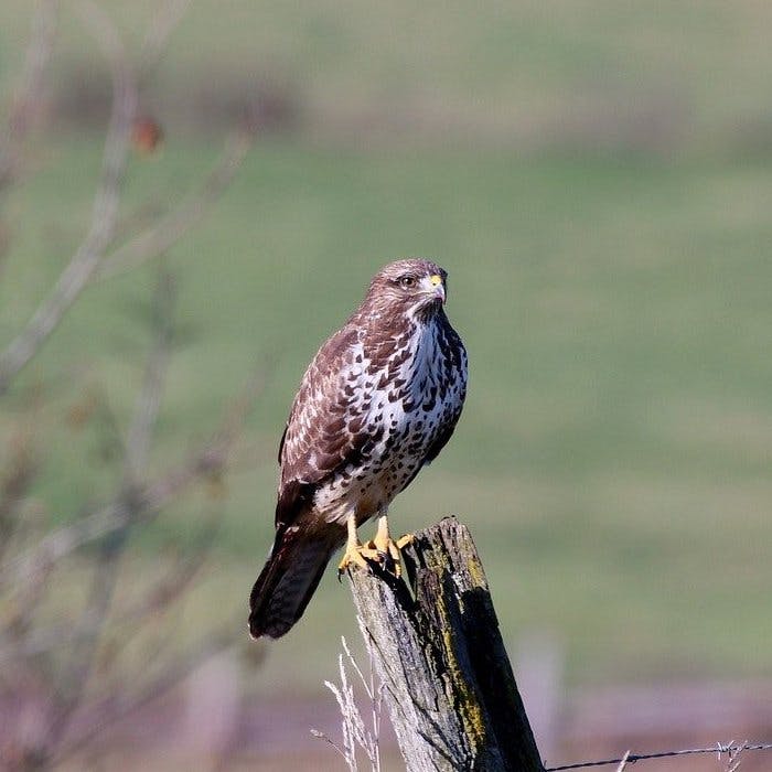 Common Buzzard (Buteo buteo)