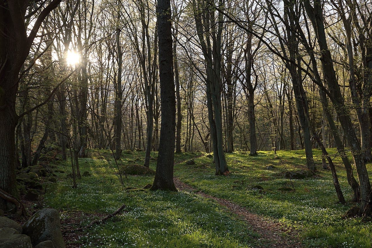 Forest hiking - Stenshuvud National Park