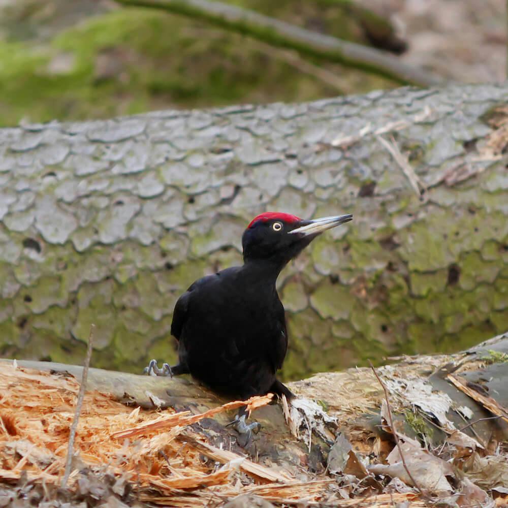 Black Woodpecker (Dryocopus martius)