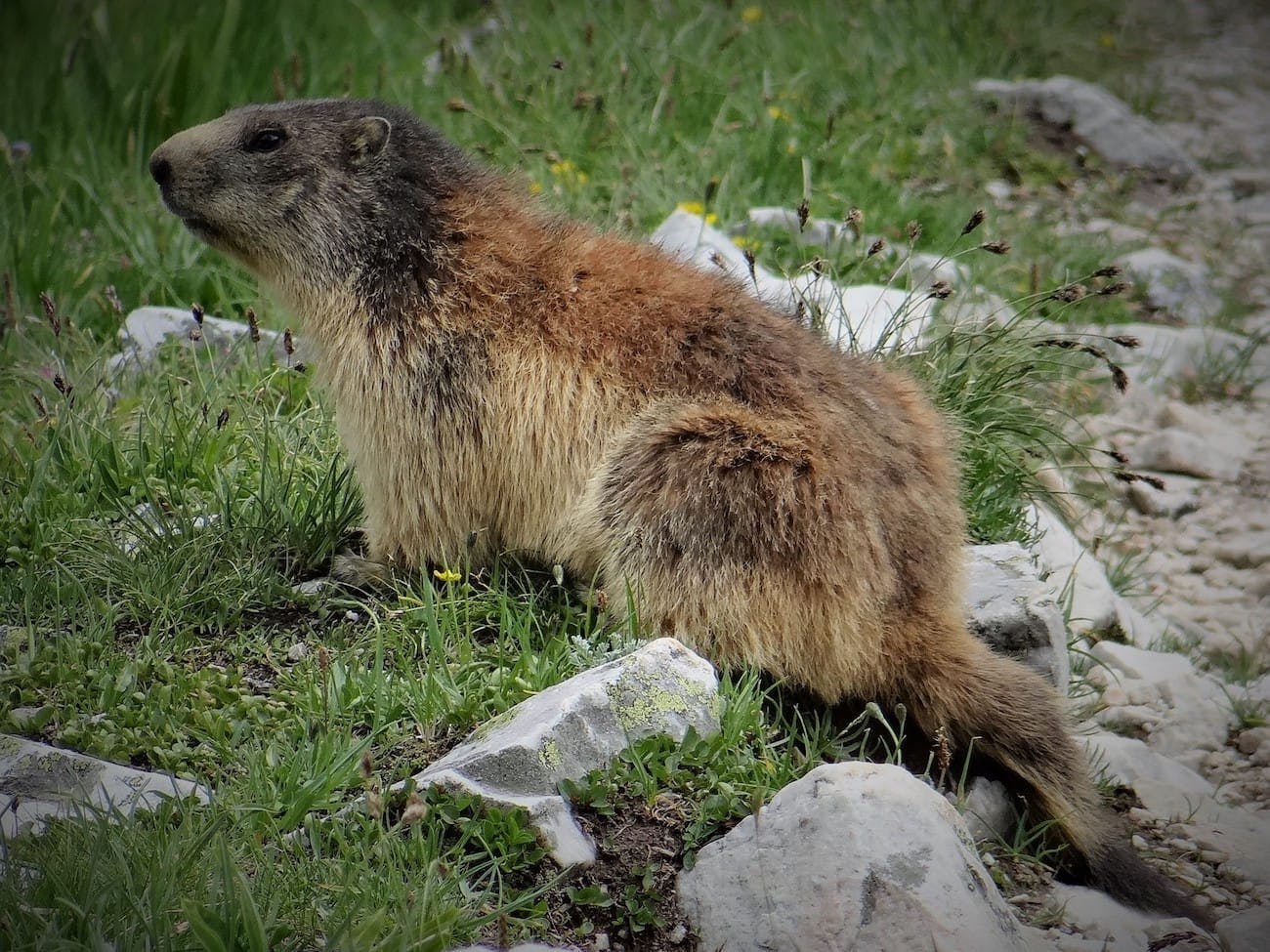 Alpine Marmot (Marmota marmota) - National Park Wildlife | Alper