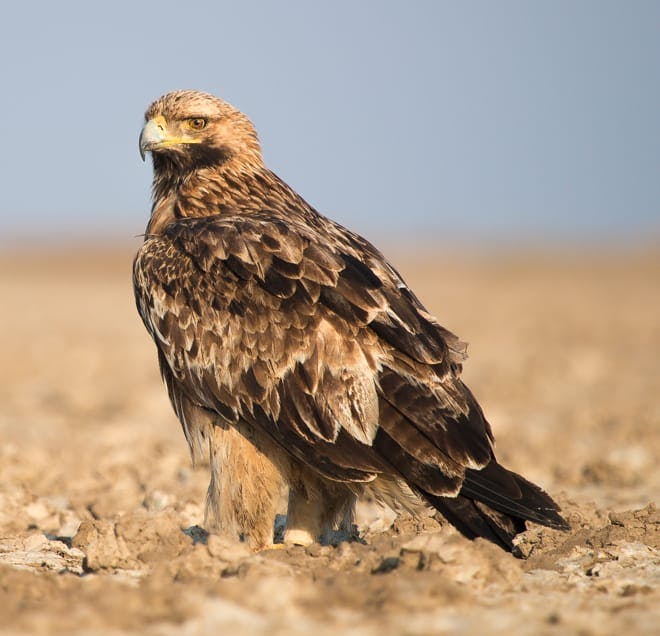 Eastern Imperial Eagle