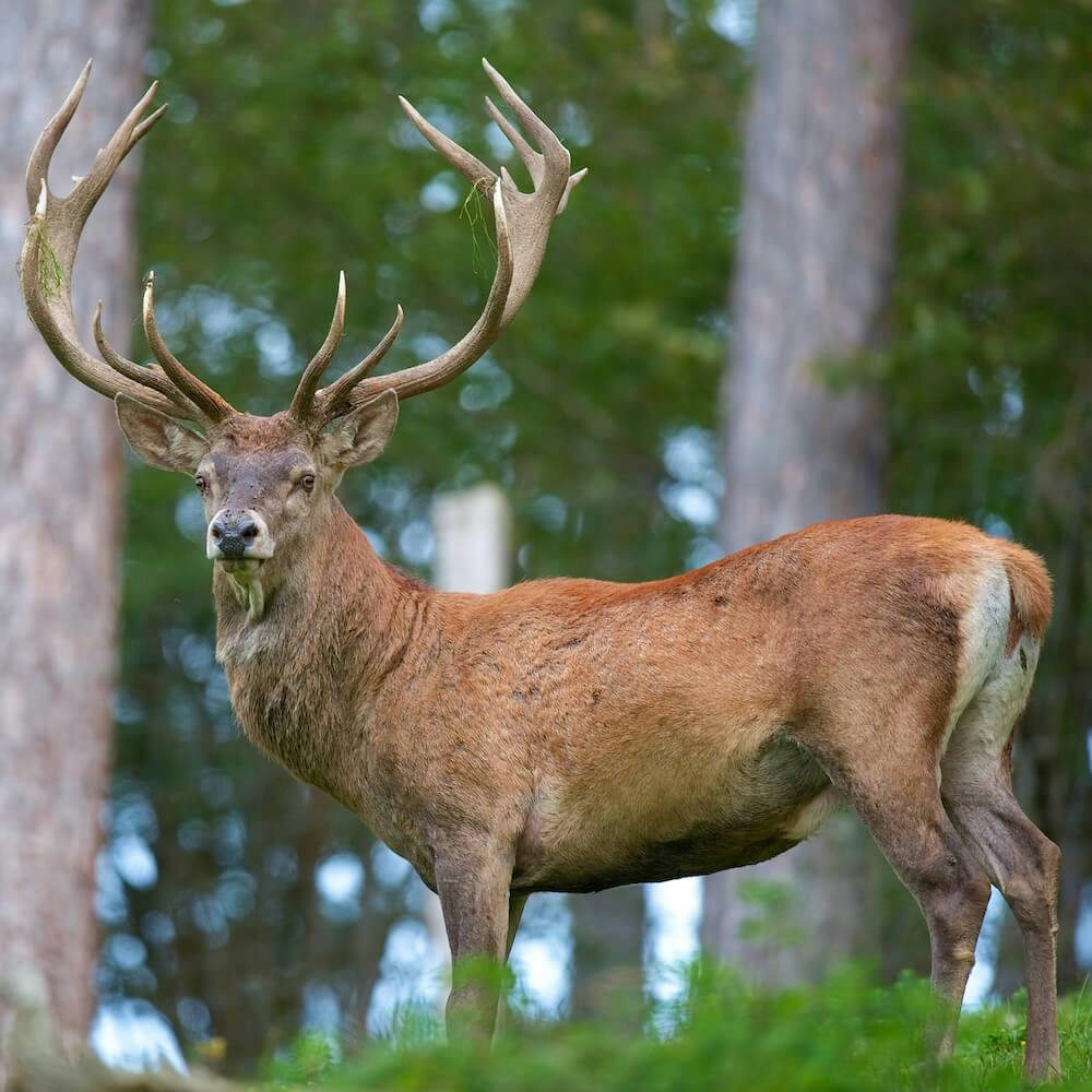 Red Deer