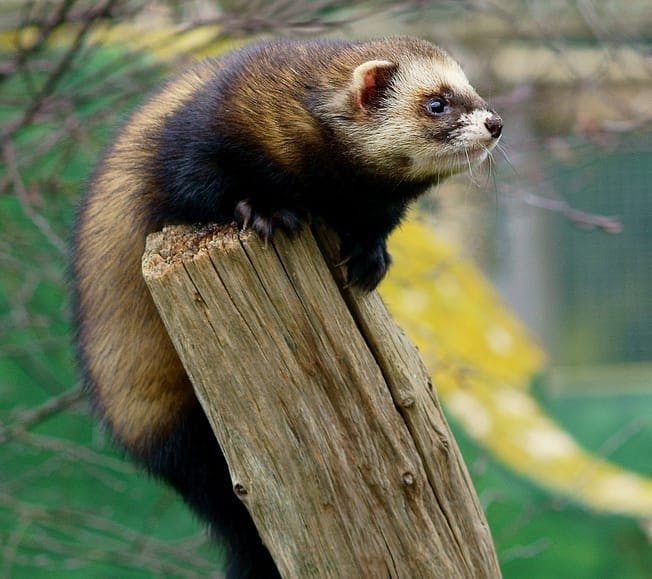 European Polecat