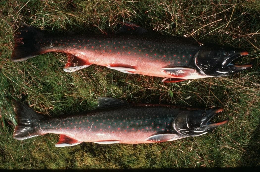 Arctic Char (Salvelinus alpinus)