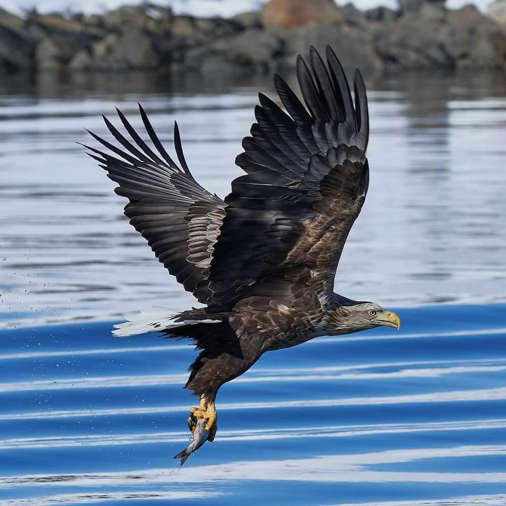 White-Tailed Eagle