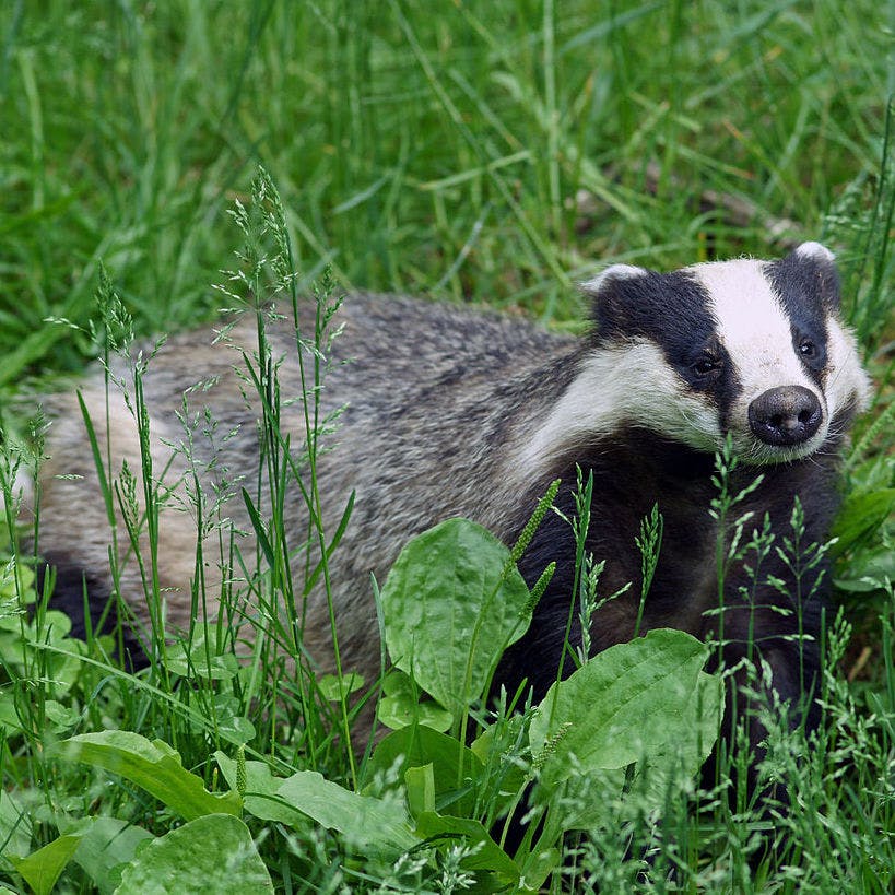 European Badger (Meles meles)