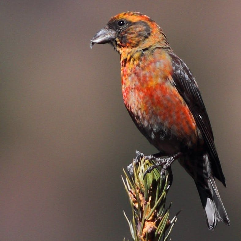 Red Crossbill