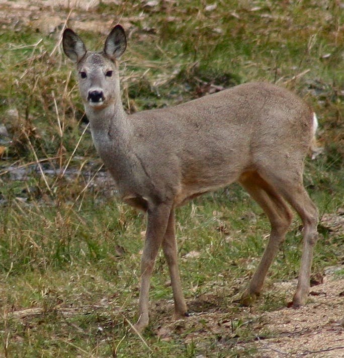 Roe Deer (Capreolus capreolus)