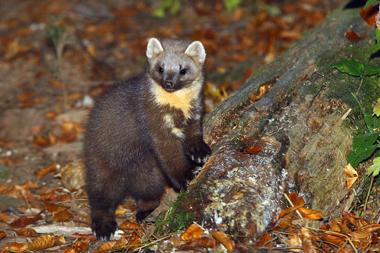 European Pine Marten