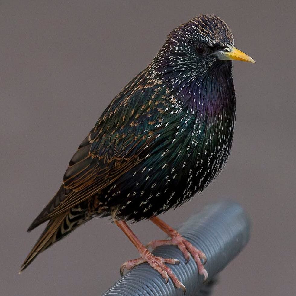 Common Starling