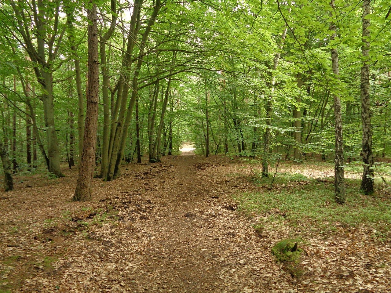 Wolin National Park - Forest Hike