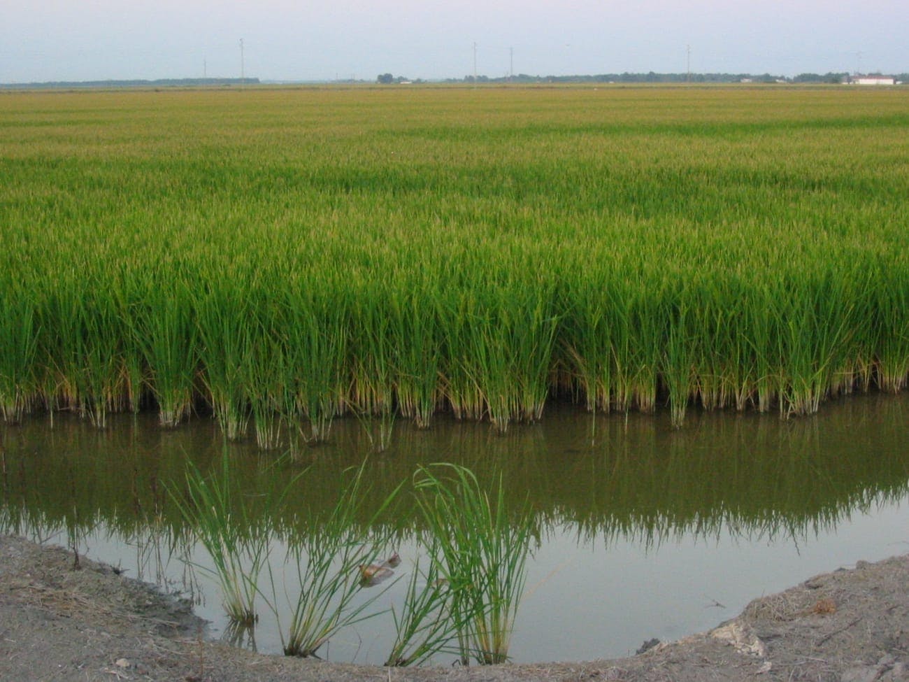 Guadalquivir Marshes - Doñana National Park