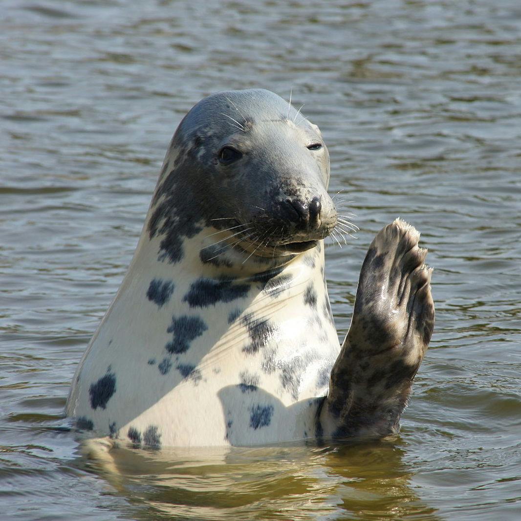 Grey Seal