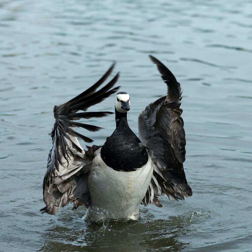 Barnacle Goose