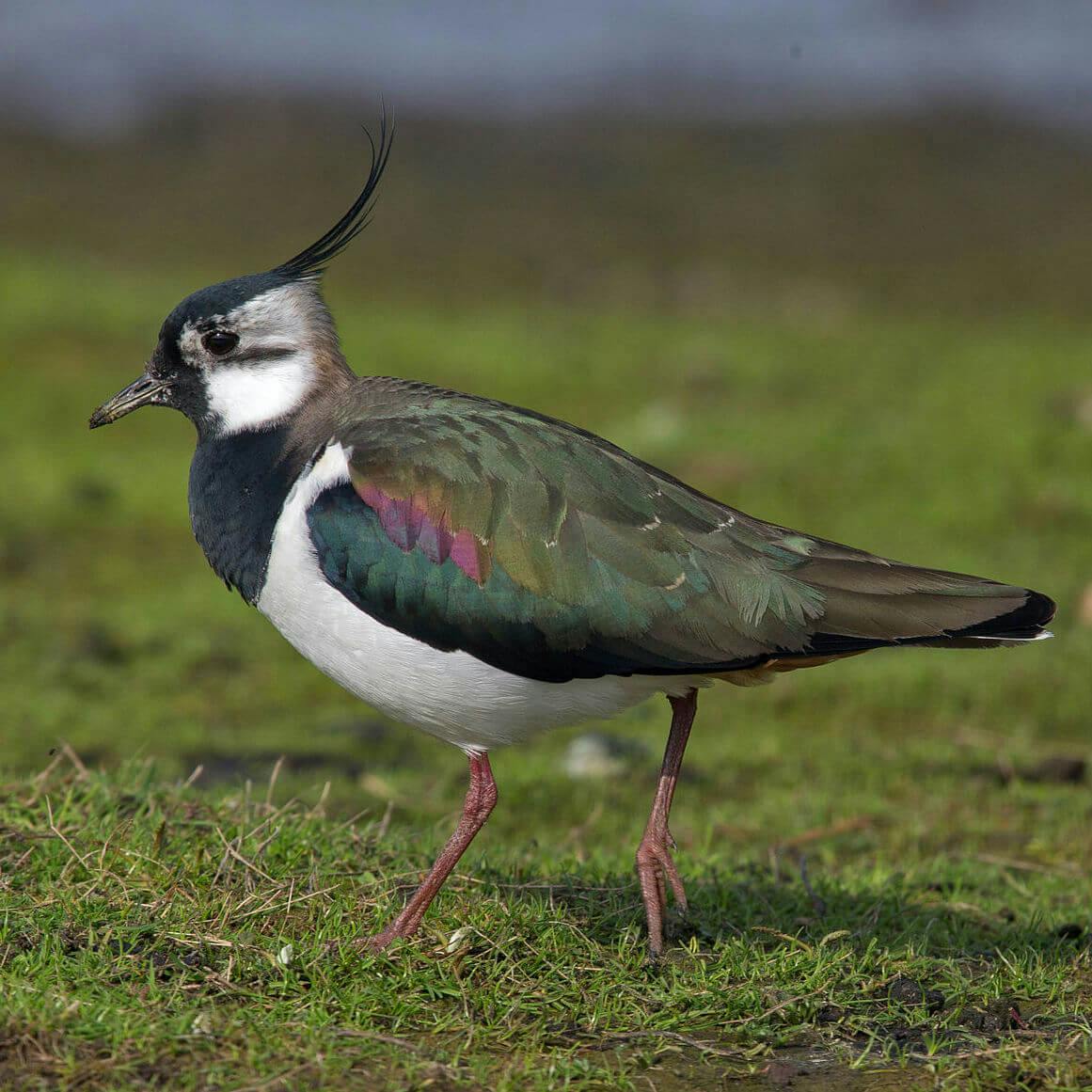 Northern Lapwing