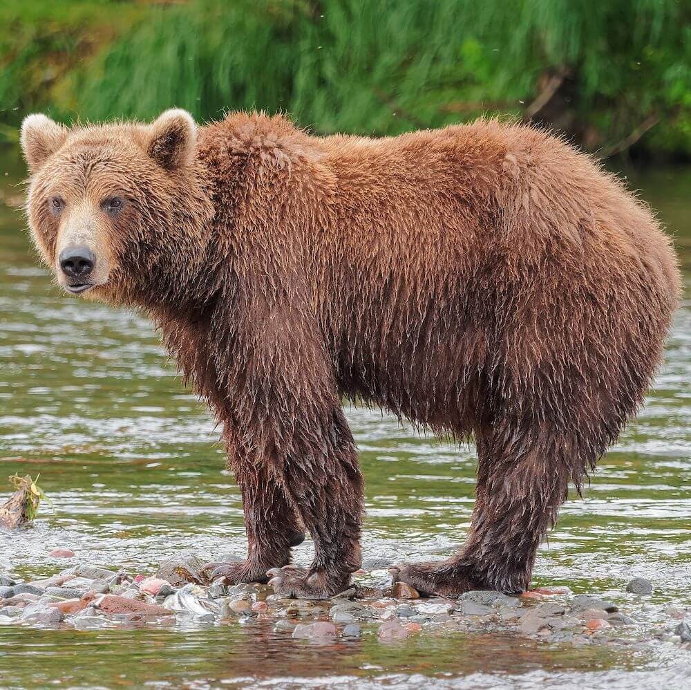 Brown Bear