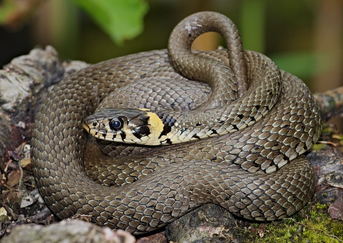 Grass Snake