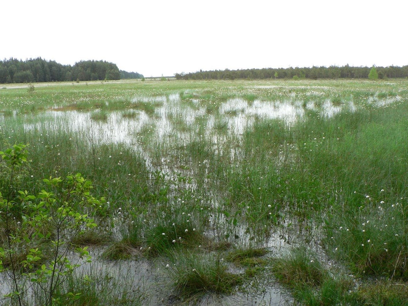 Čepkeliai Marsh - Dzūkija National Park