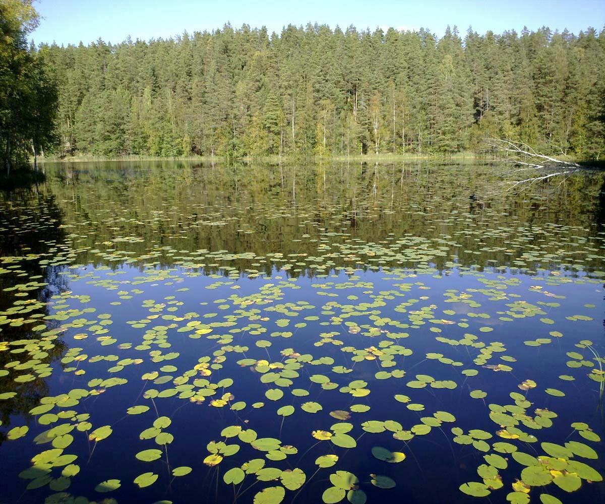 Haukkalampi (Espoo)	
