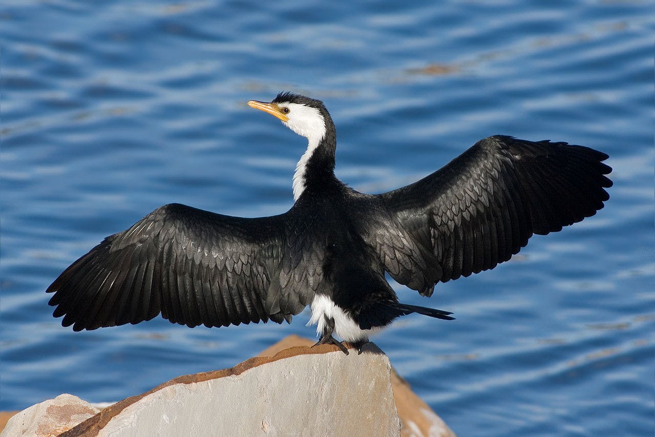 Cormorant