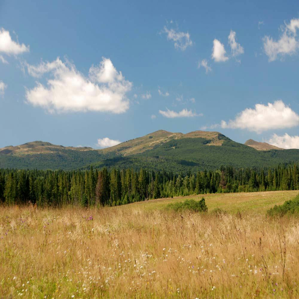 Bieszczady - Rozsypaniec