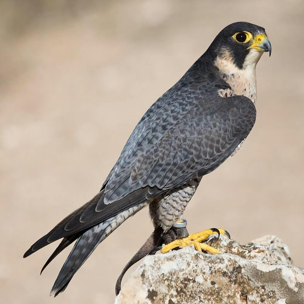 Peregrine Falcon