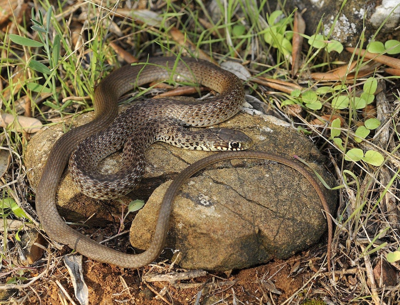 Balkan Whip Snake