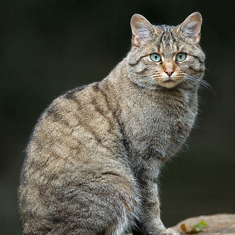 European Wildcat