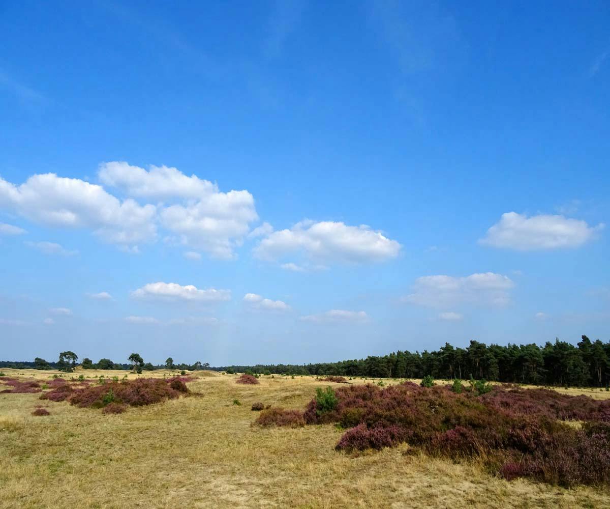 Otterlose Zand - Hoge Veluwe National Park	
