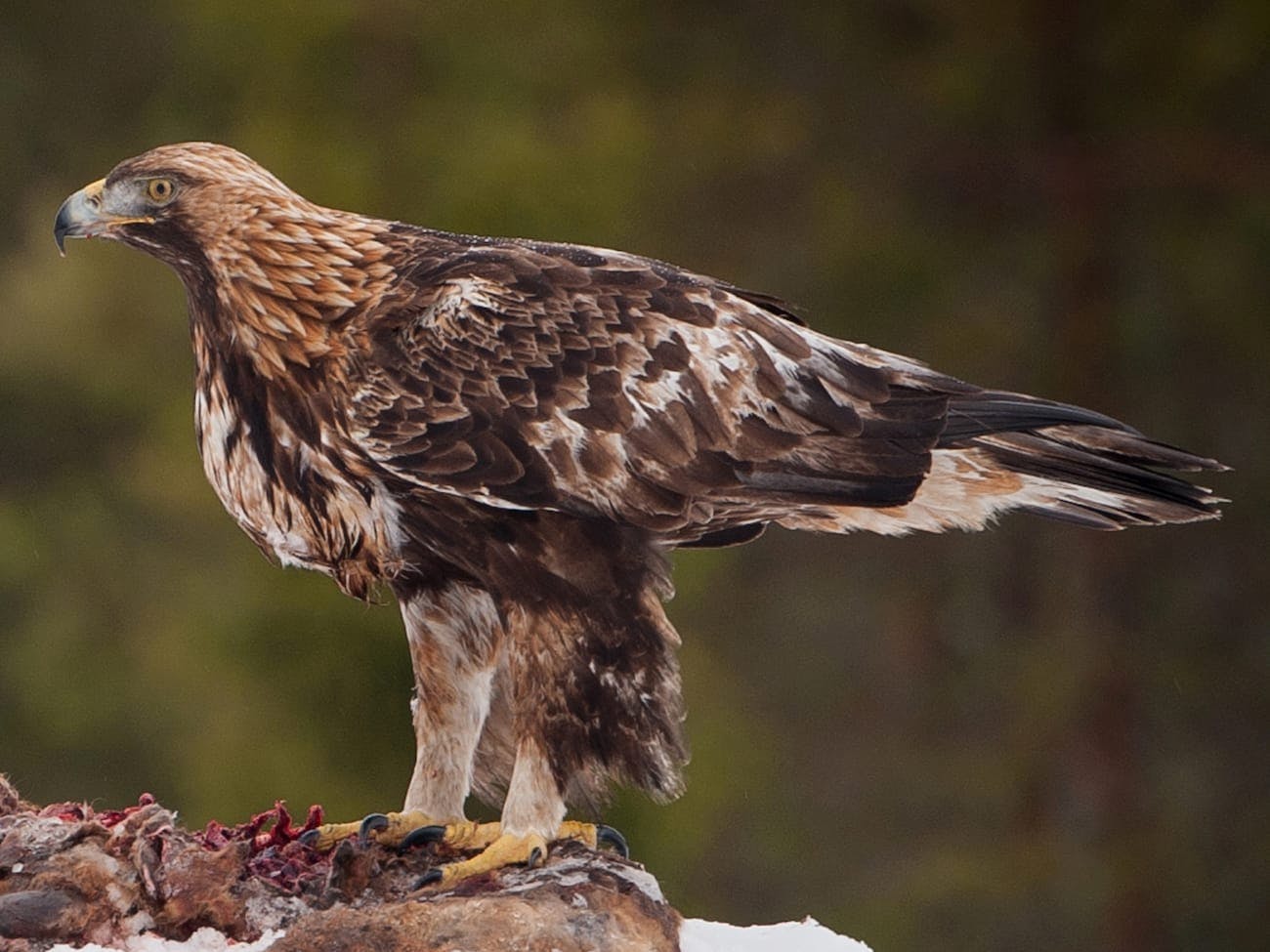 Golden eagle (Aquila chrysaetos)