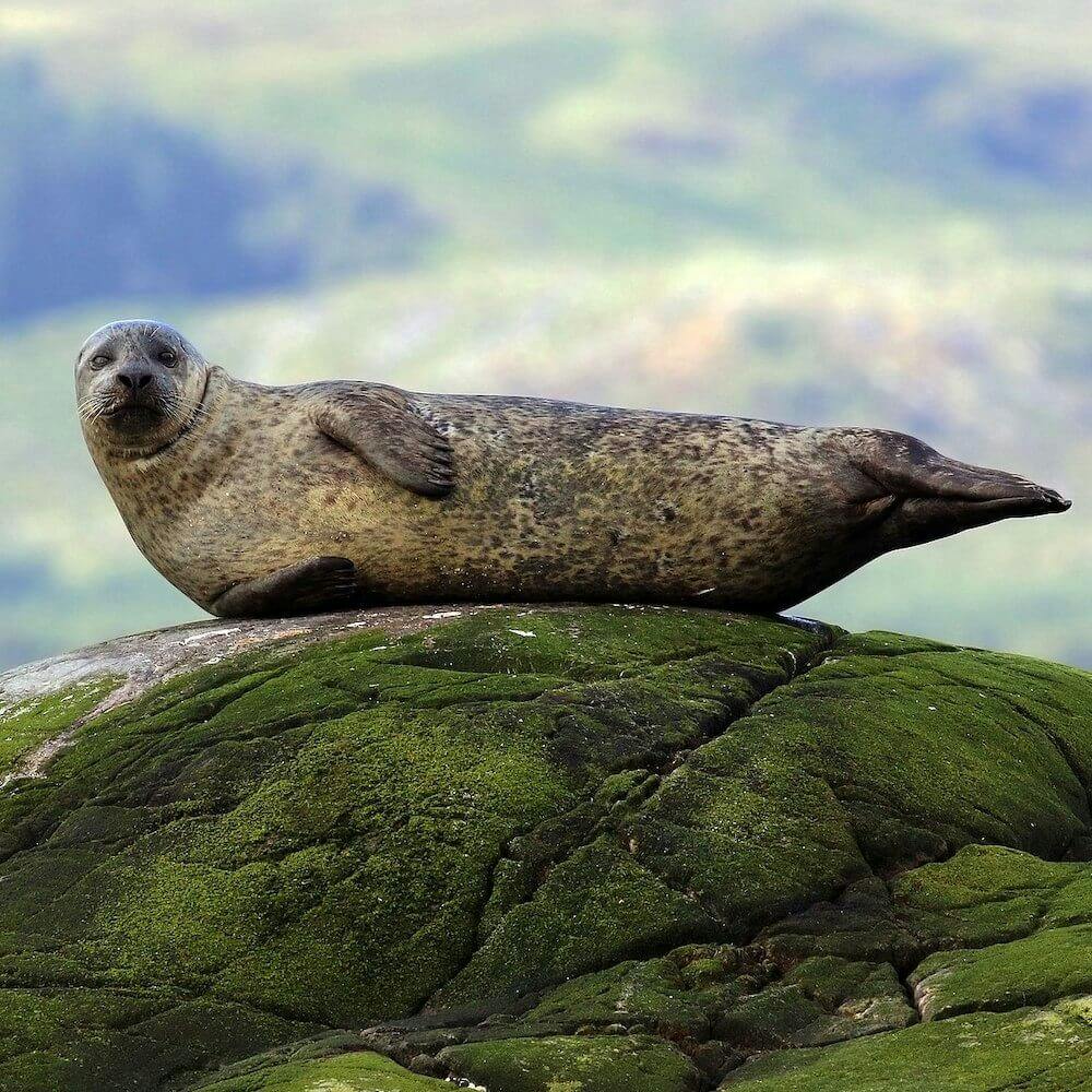 Harbor Seal