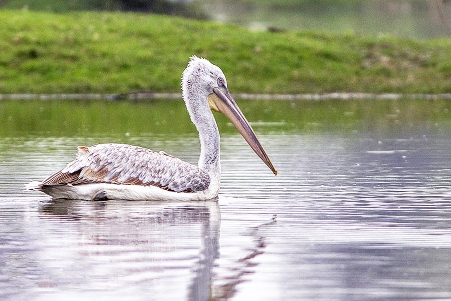 Dalmatian Pelican (Pelecanus crispus)