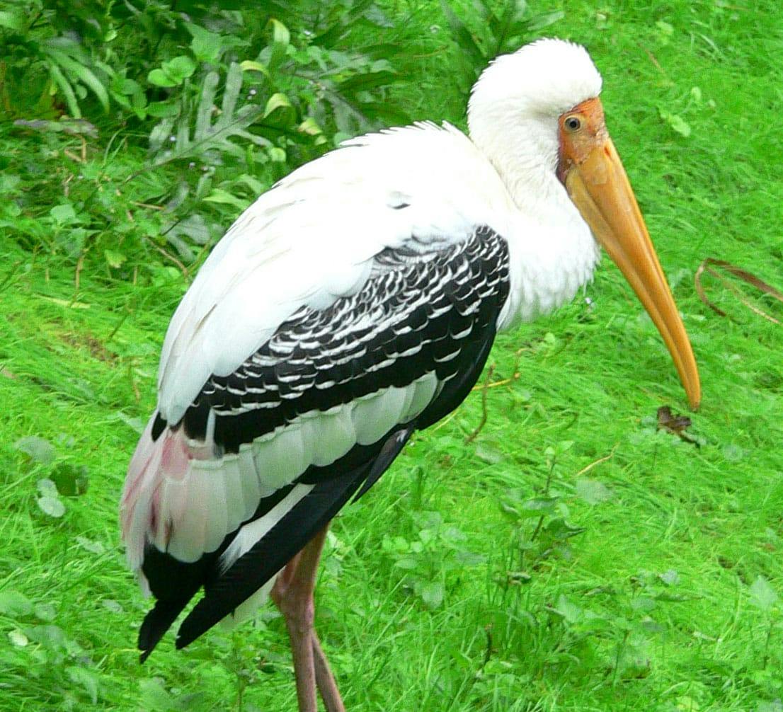 Stork (Ciconiidae)