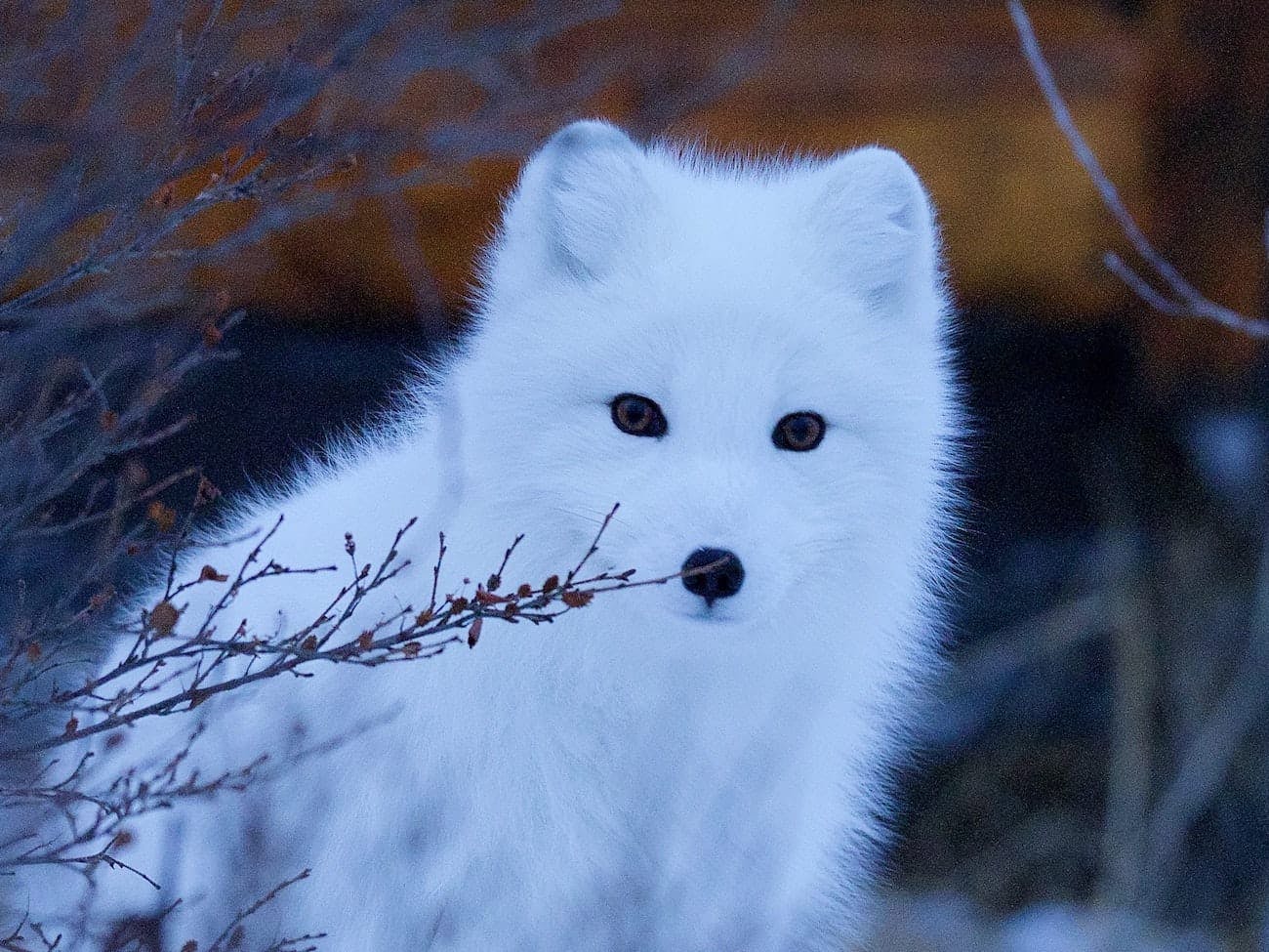 Arctic Fox