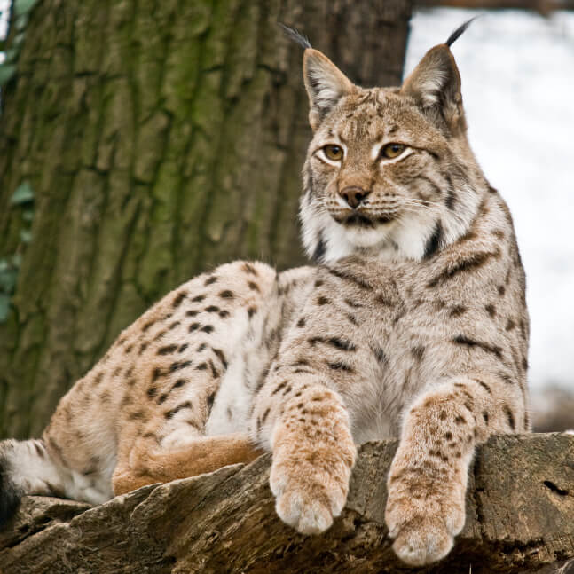 Siberian lynx fashion for