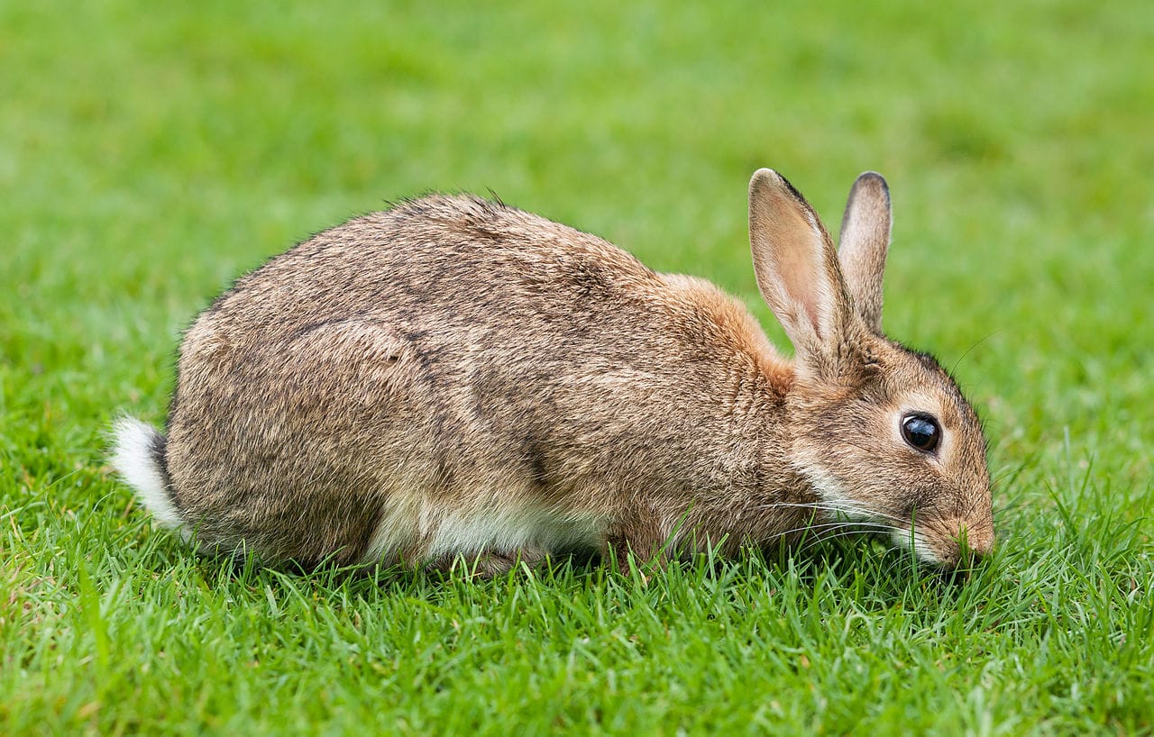 European Rabbit (Oryctolagus Cuniculus) - National Park Wildlife | Alper