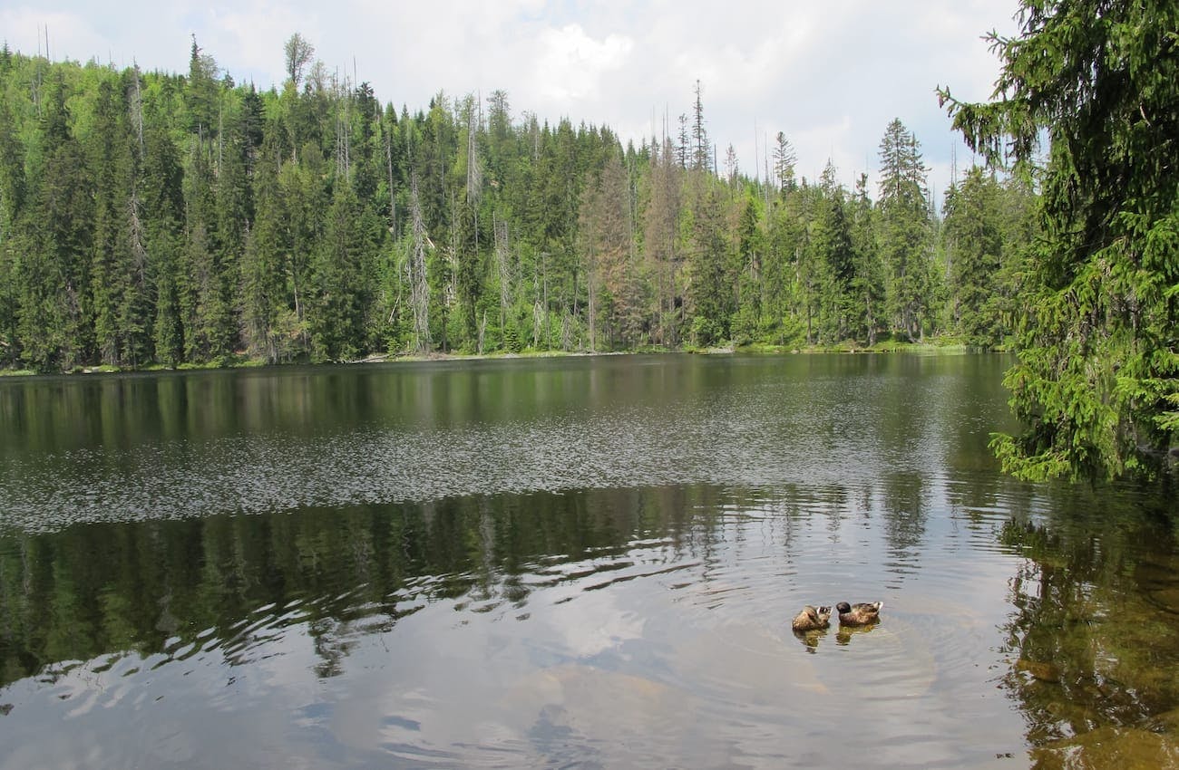 Šumava National Park - Prášilské Lake