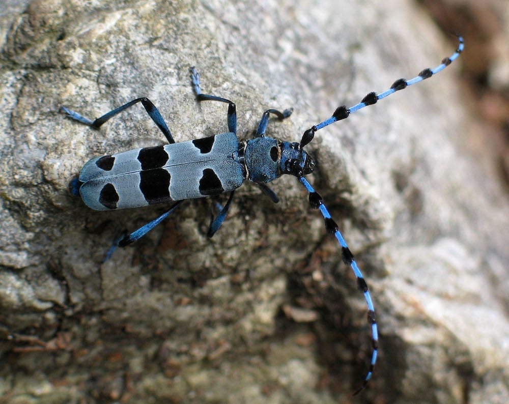 Rosalia longicorn - Rosalia alpina