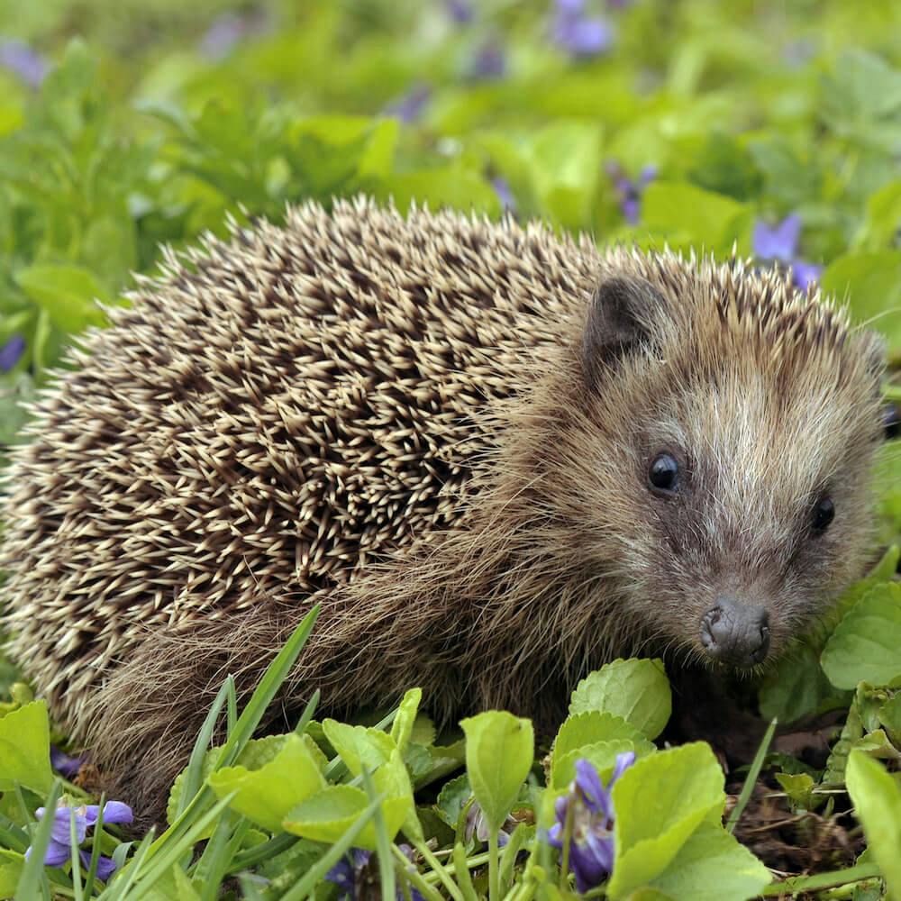 European Hedgehog