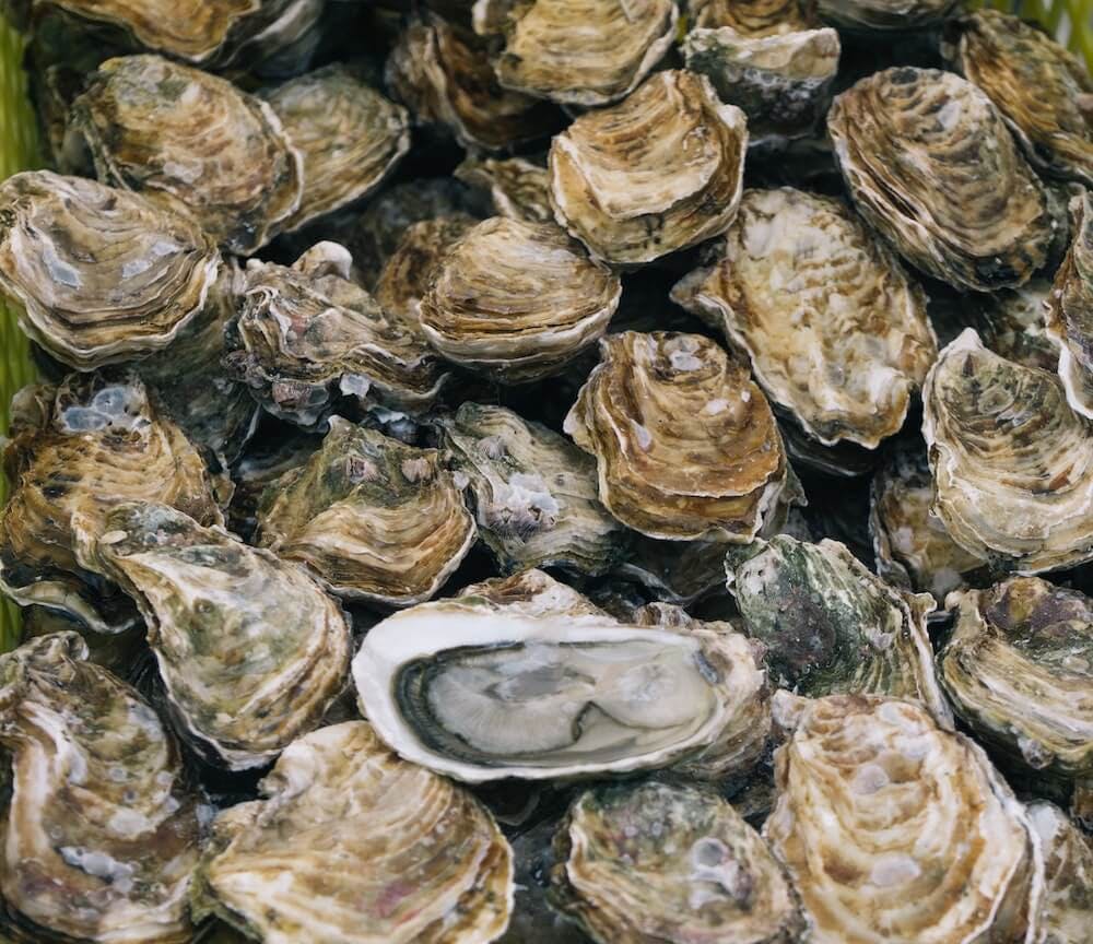 Wadden Sea - Oyster Hunt