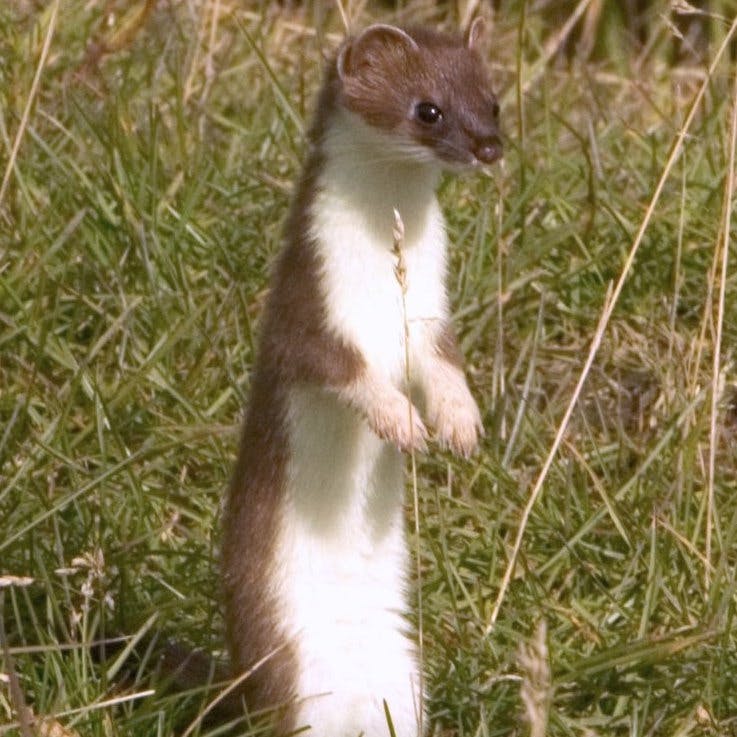 Stoat