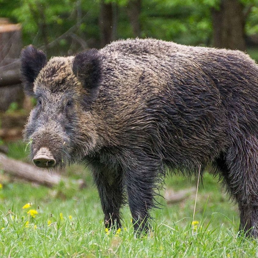 Wild Boar (Sus scrofa)