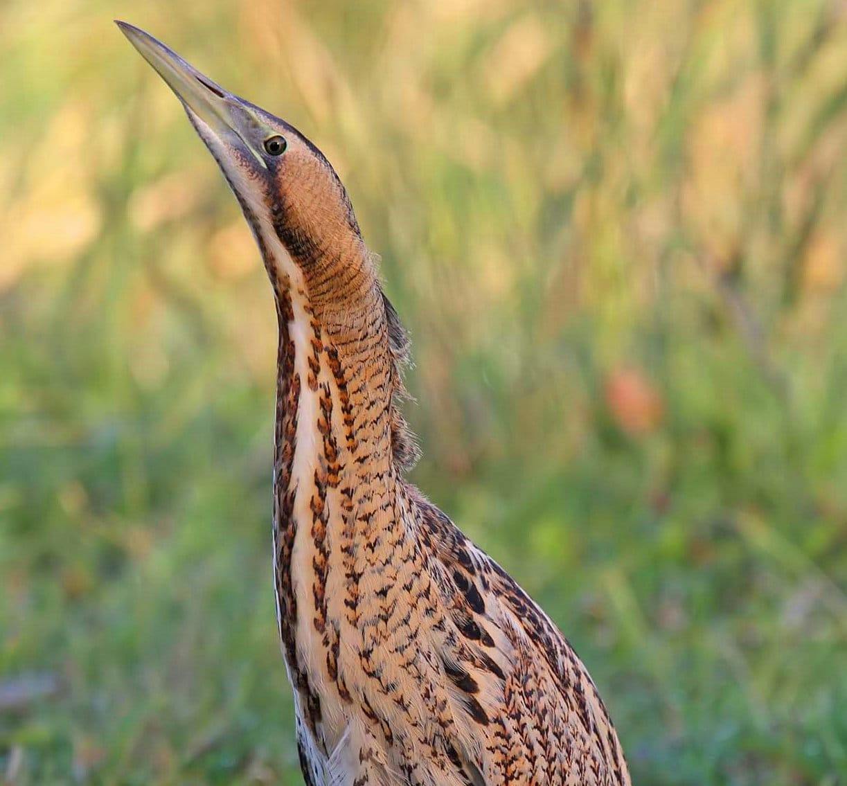 Bittern