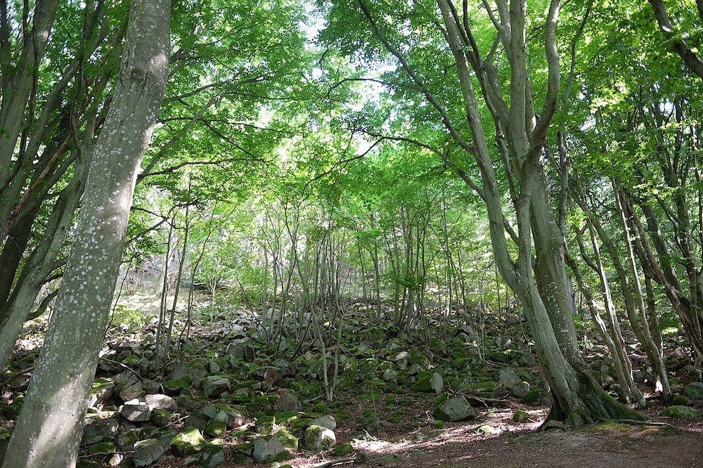 Main Hiking Point - Stenshuvud National Park