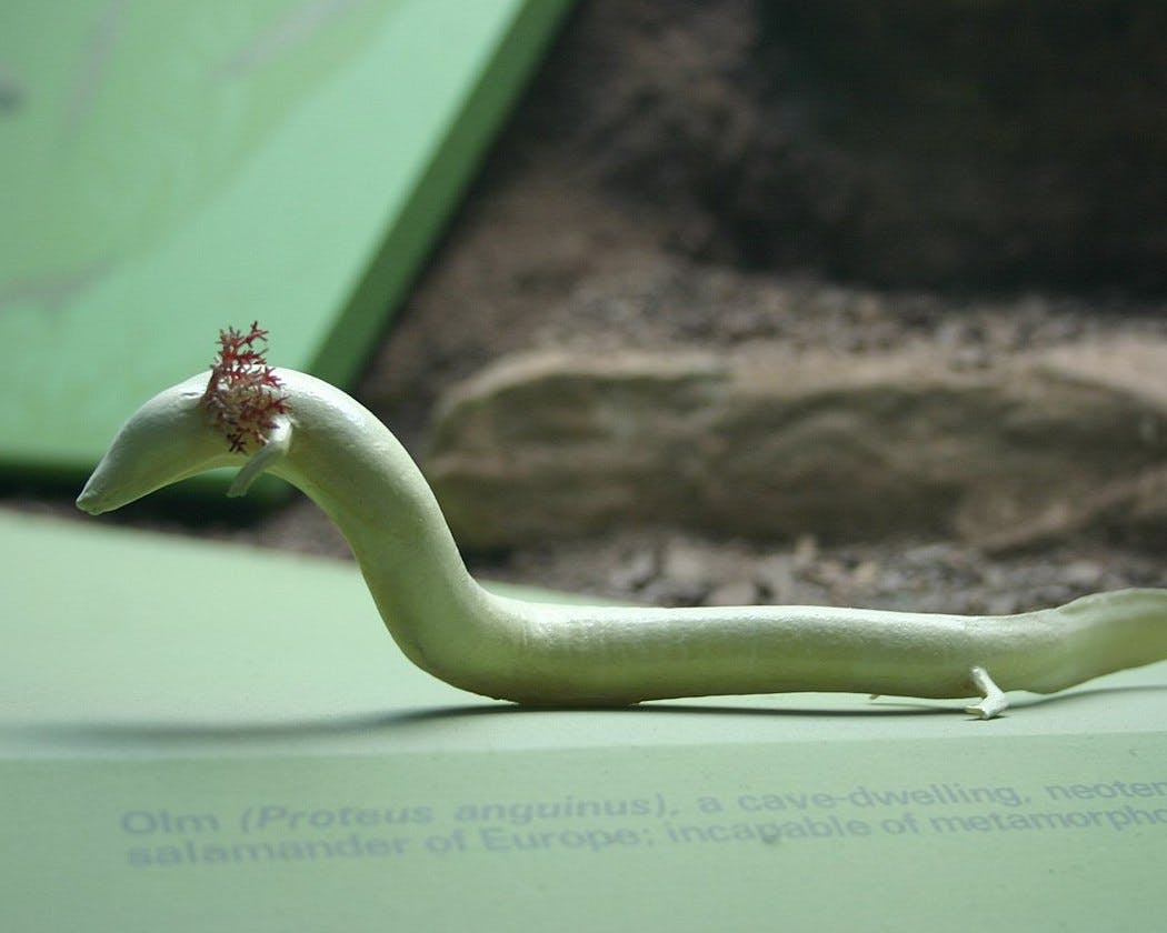 Olm (Proteus anguinus)