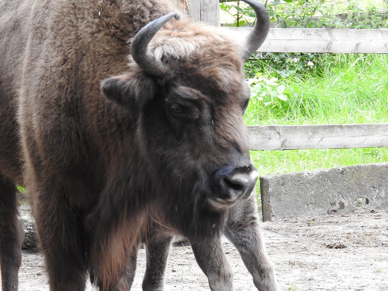 Wolin National Park - Bison Sanctuary