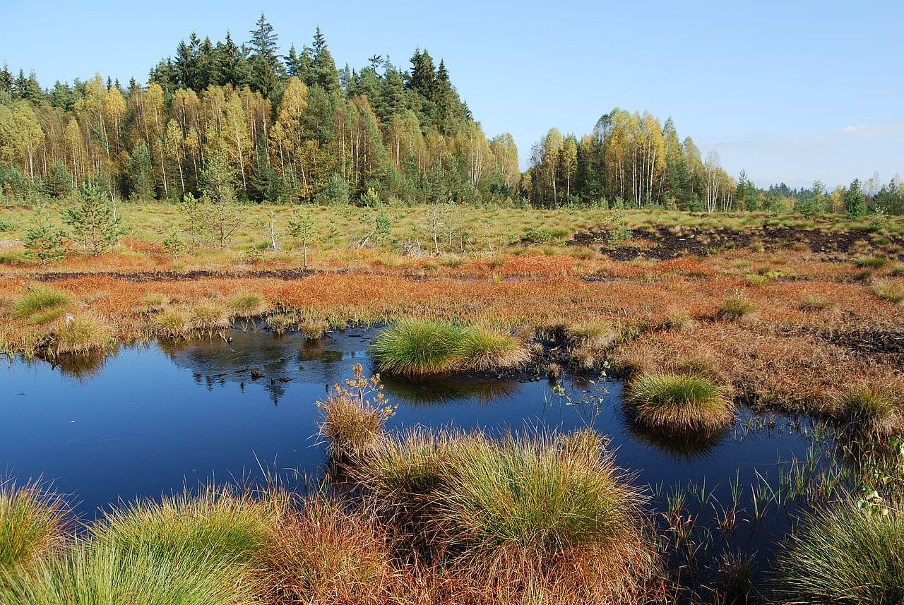 Šumava National Park - Soumarské Peat Bogs