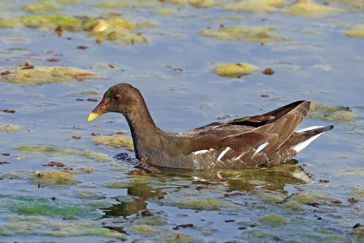 Common Moorhen (Gallinula chloropus)